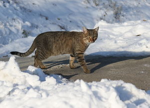 王欣瑜再现猫咪狩猎，背后的故事与启示