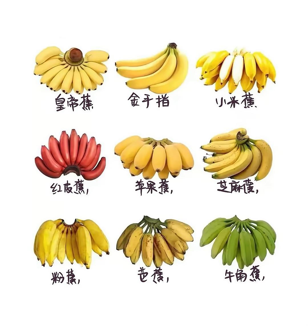 香蕉频蕉app下载安装与使用全攻略：安全获取、高效操作、问题解决一步到位